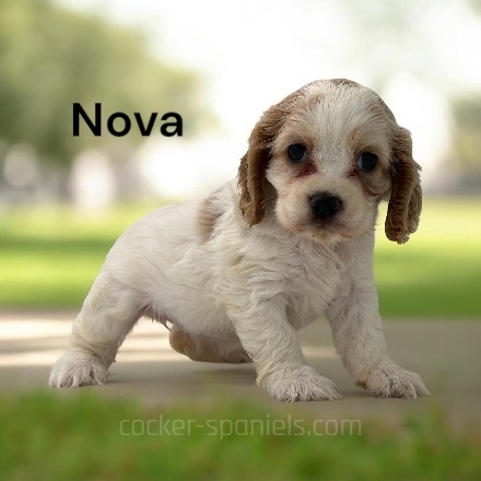 puppy, for, sale, Cocker Spaniel, Joe & Cherri  Overlease, dog, breeder, Miller, MO, dog-breeder, puppy-for-sale, forsale, nearby, find, puppyfind, locator, puppylocator, aca